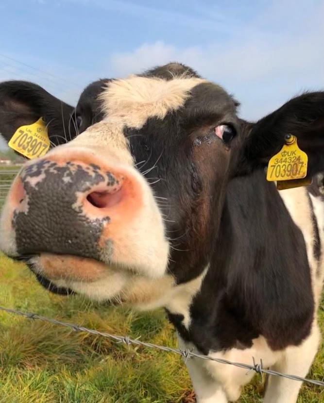 Nine Yards Family Glamping @ Farrington's Farm Bristol