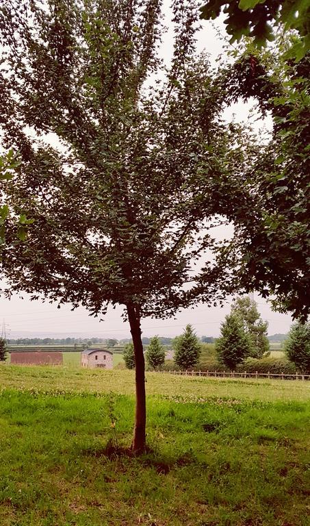 The Dutch Barn *