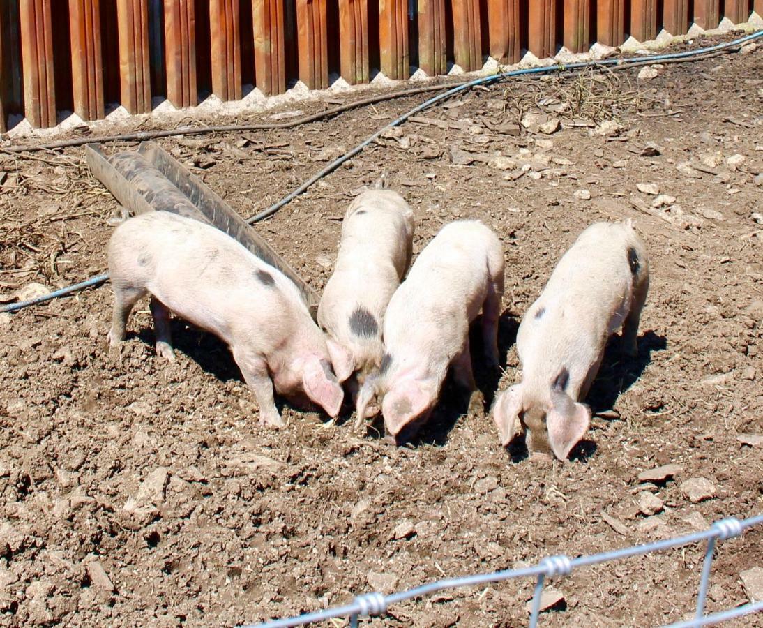 Woodcock Farm *