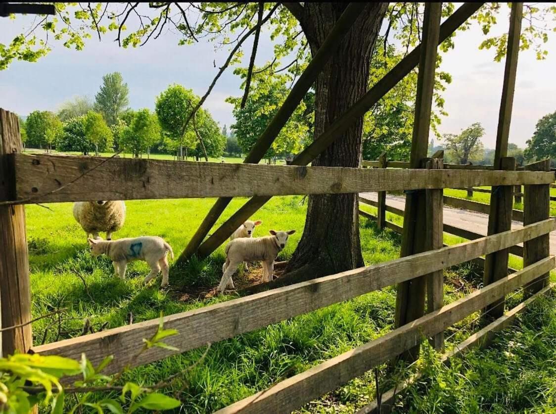 The Shepherd's Nest